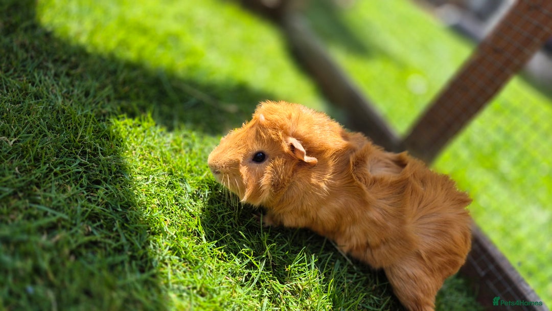 Guinea Pig rodents for sale: John & Casey bonded brothers - Image 5