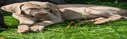 Weimaraner dogs for sale: ✨KC Weimaraner REDUCED GOING AWAY✨ - Advert 3
