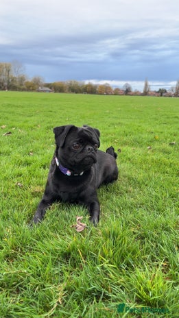 Pug dogs - Advert 6