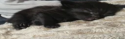 Mixed Breed cats for sale: Full black kittens - Advert 4