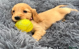 Cocker Spaniel dogs for sale: Show Cocker Puppies - Image 11