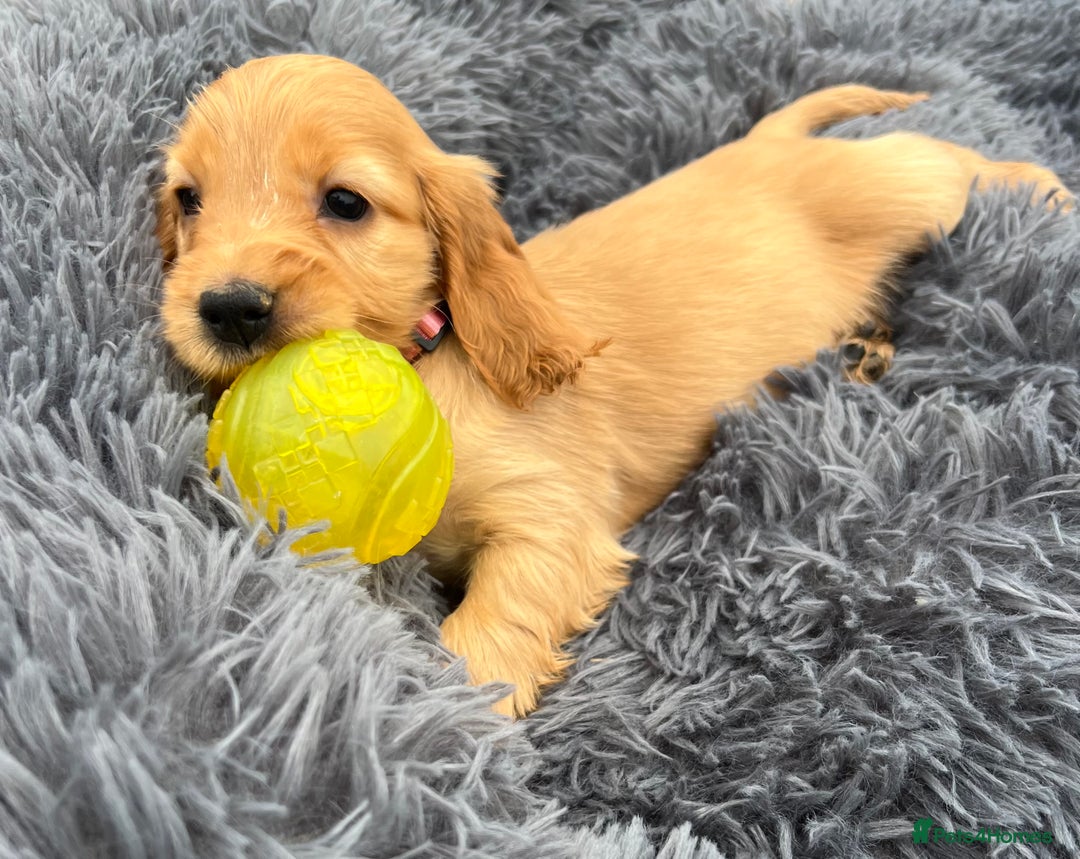 Cocker Spaniel dogs for sale: Show Cocker Puppies - Image 11