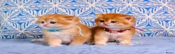 British Shorthair cats for sale: Exceptional Kittens from Outstanding Bloodlines  - Advert 9