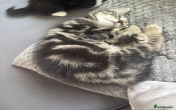 Mixed Breed cats for sale: Mixed breed  - Image 11