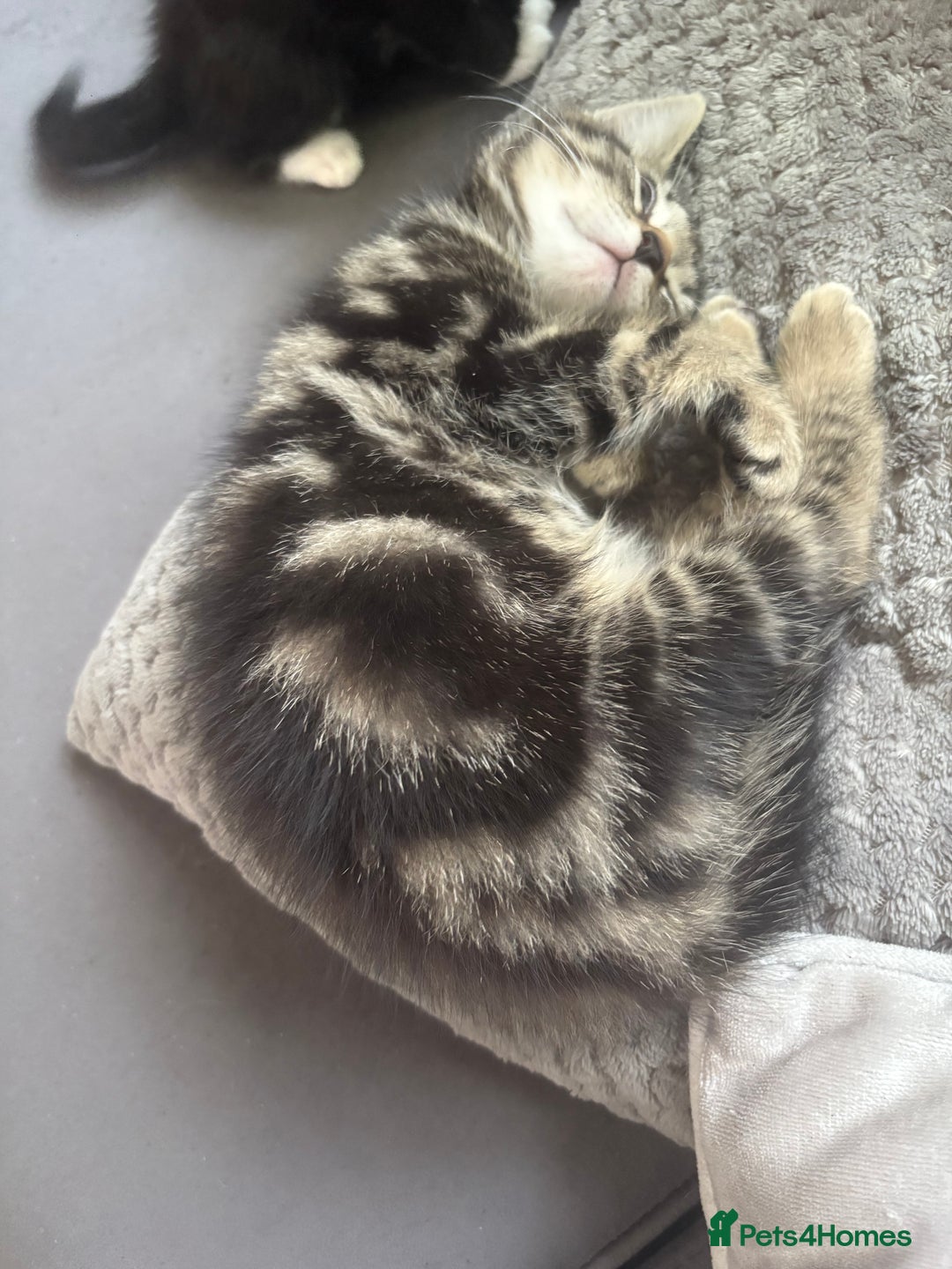 Mixed Breed cats for sale: Mixed breed  - Image 11