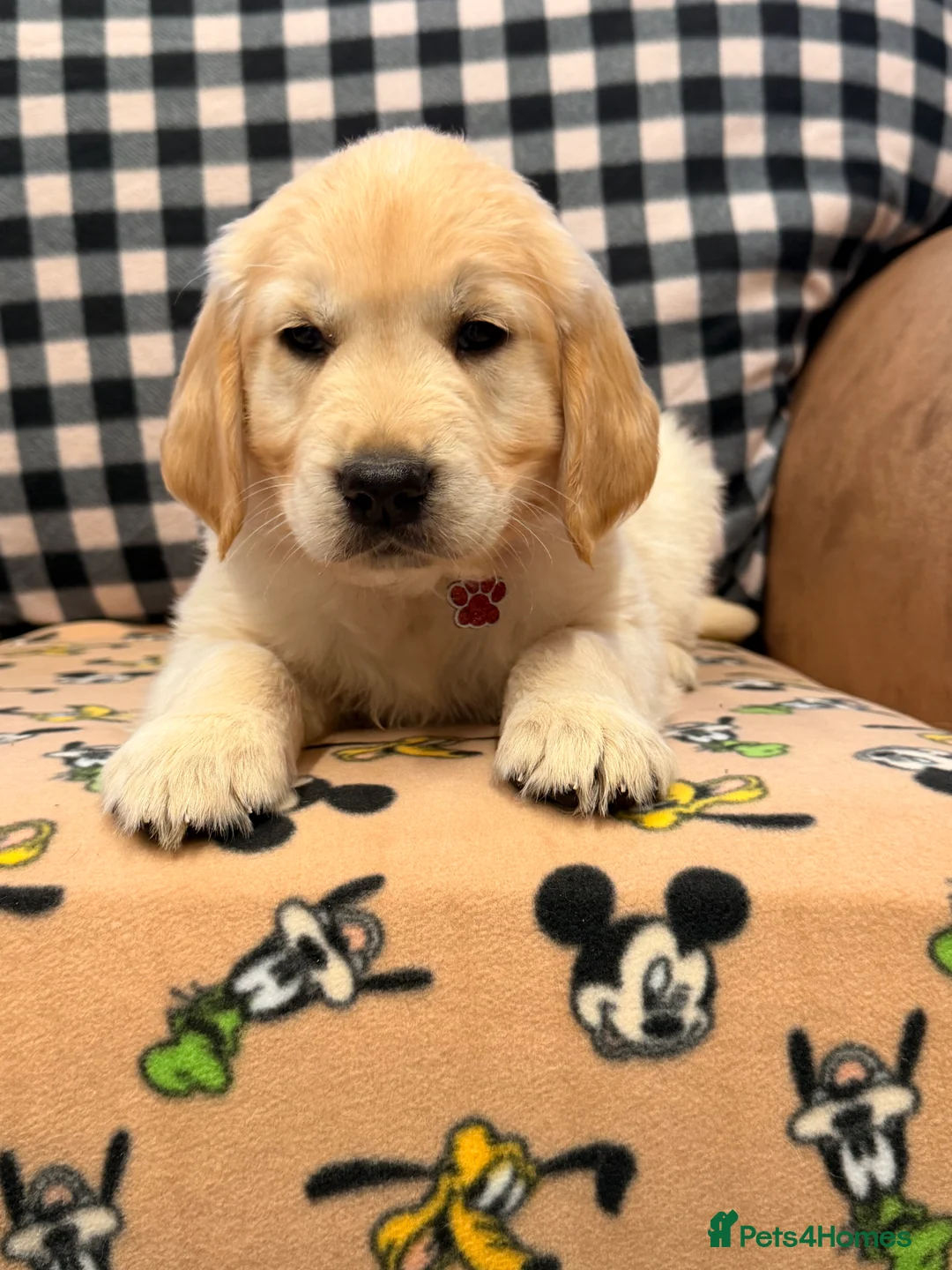 Golden Retriever dogs for sale: 🐶Fluffy bears looking for forever home💕💕 ! - Advert 22