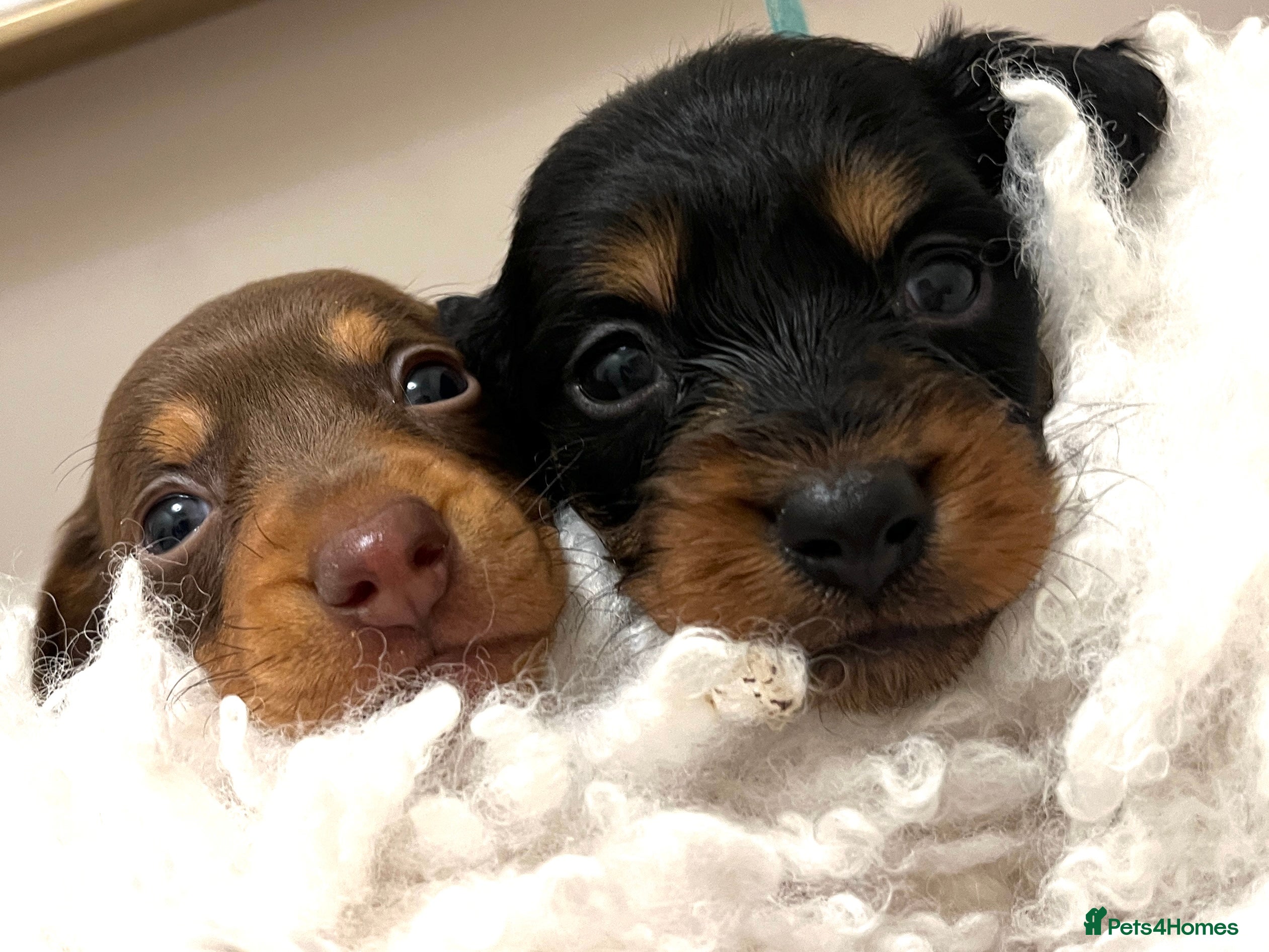 Miniature Dachshund dogs MINIATURE Dachshund long haired & smooth  - Advert 18