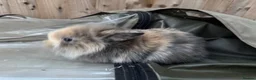 Mini Lion Lop rabbits for sale:  Baby mini lion lops born on 12 August  - Advert 2
