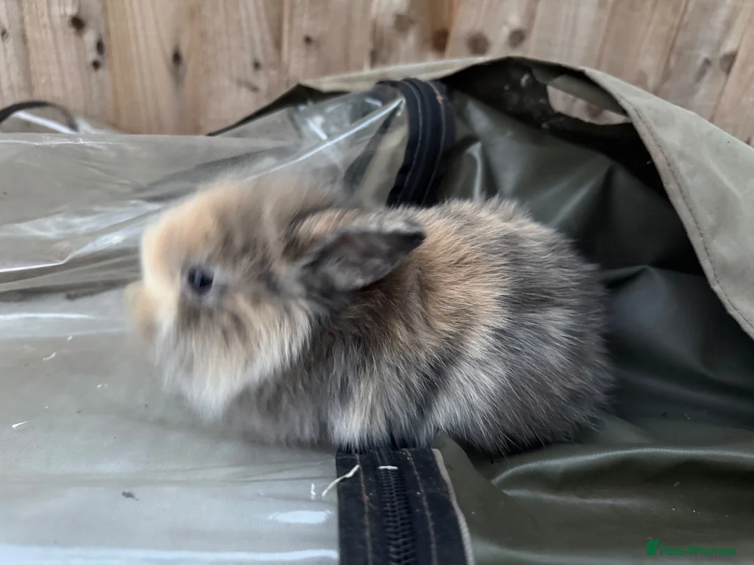 Mini Lion Lop rabbits for sale:  Baby mini lion lops born on 12 August  - Advert 2