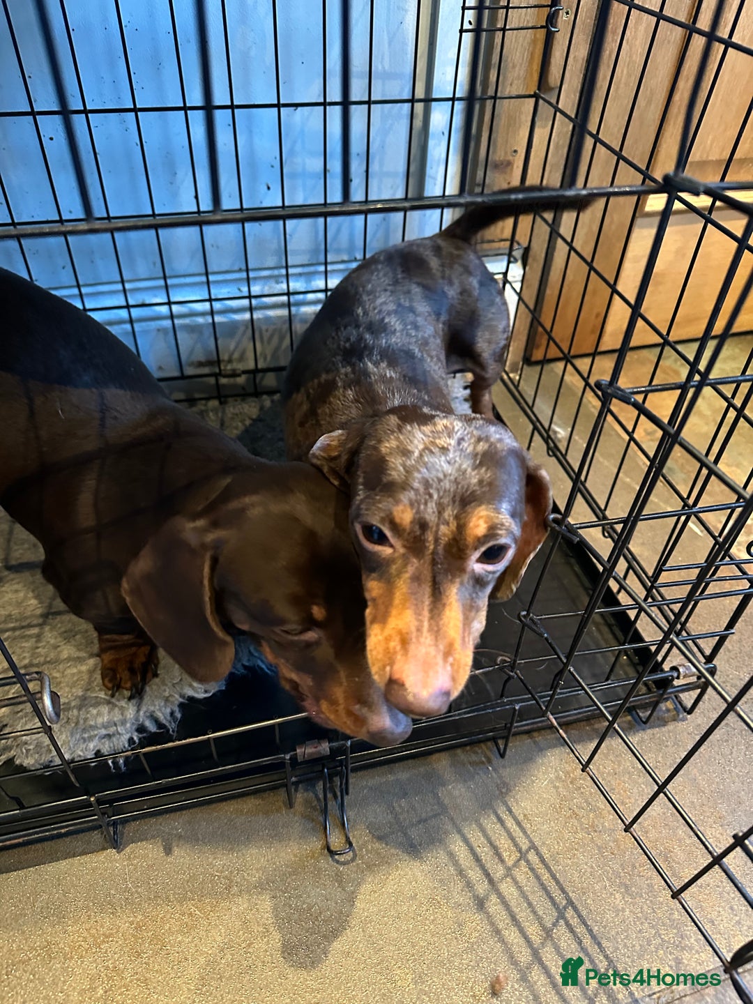 Miniature Dachshund dogs for sale: 2 Amazing Girls - Advert 7