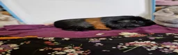 Guinea Pig rodents for sale: Smooth coat american for forever home - Advert 16