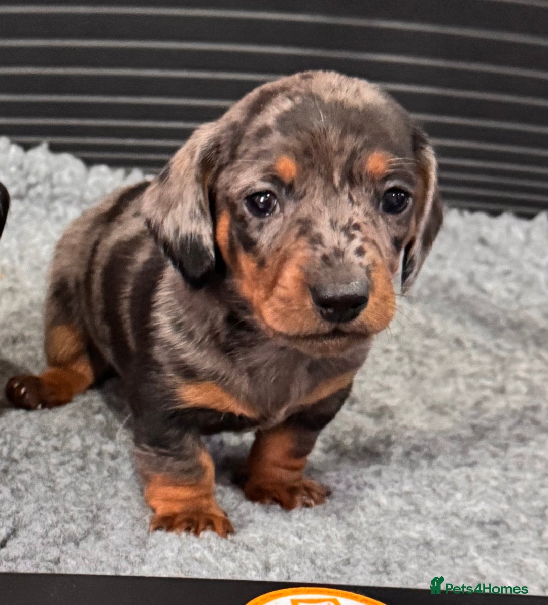 Miniature Dachshund dogs for sale: Miniature dachshunds  - Advert 4