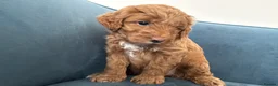 Australian Labradoodle dogs for sale: Australian Double Doodle Miniature puppies. - Advert 12
