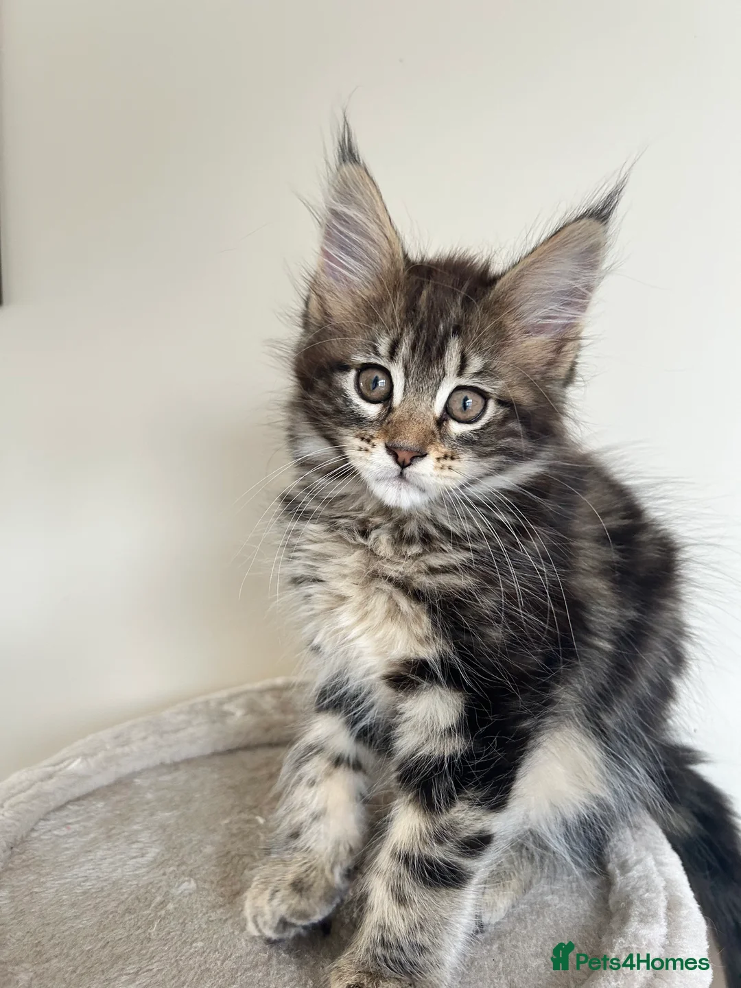 Maine Coon cats for sale: Maine coin kittens available for reservation  in Brighouse - Advert 2