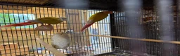 Conures birds for sale: Suncheek Conure breeding pair  - Advert 3