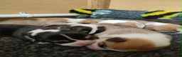 Welsh Corgi Pembroke dogs for sale: Welsh Corgi (Pembroke) - Advert 34