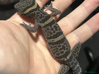 Gecko reptiles cave gecko - Advert 7