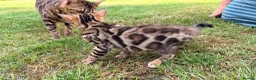 Bengal cats for sale: Bengal kitten GCCF registred  - Advert 4