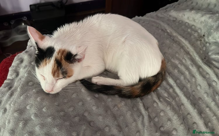 Mixed Breed cats - Advert 16