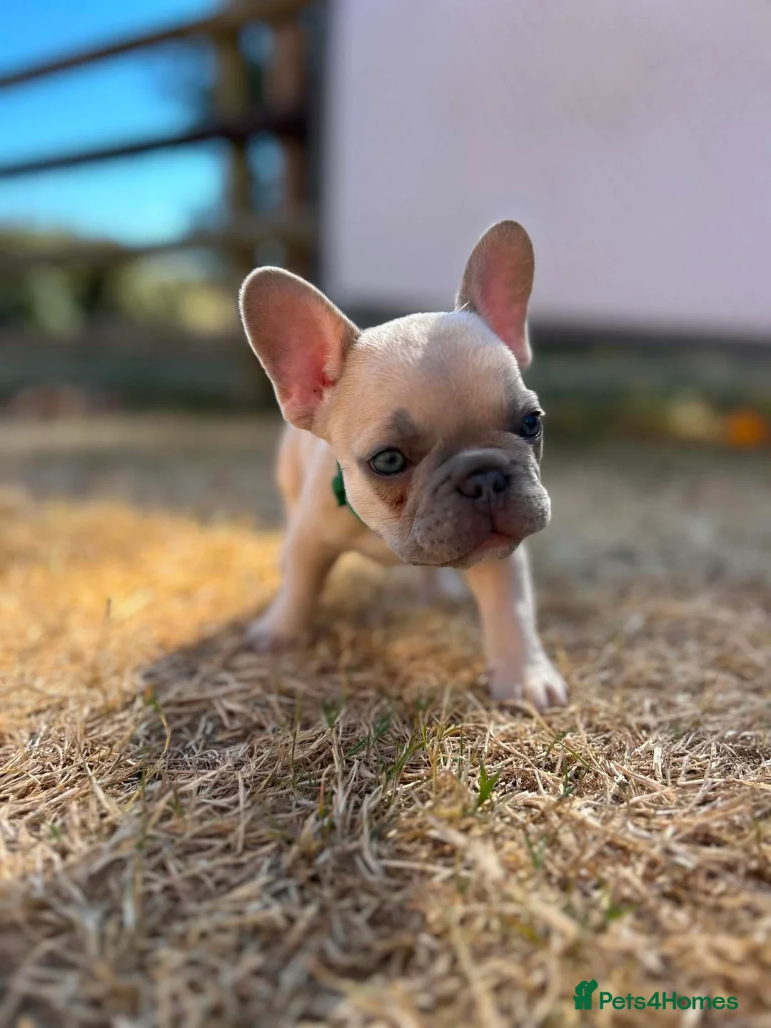 French Bulldog dogs for sale: open to offers for the right home for our babies - Advert 2