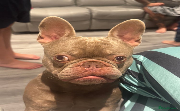 French Bulldog dogs - Advert 4