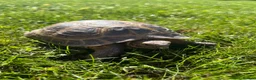 Tortoise reptiles for sale: Horsefield Tortoise 9 years old  in Preston - Advert 2