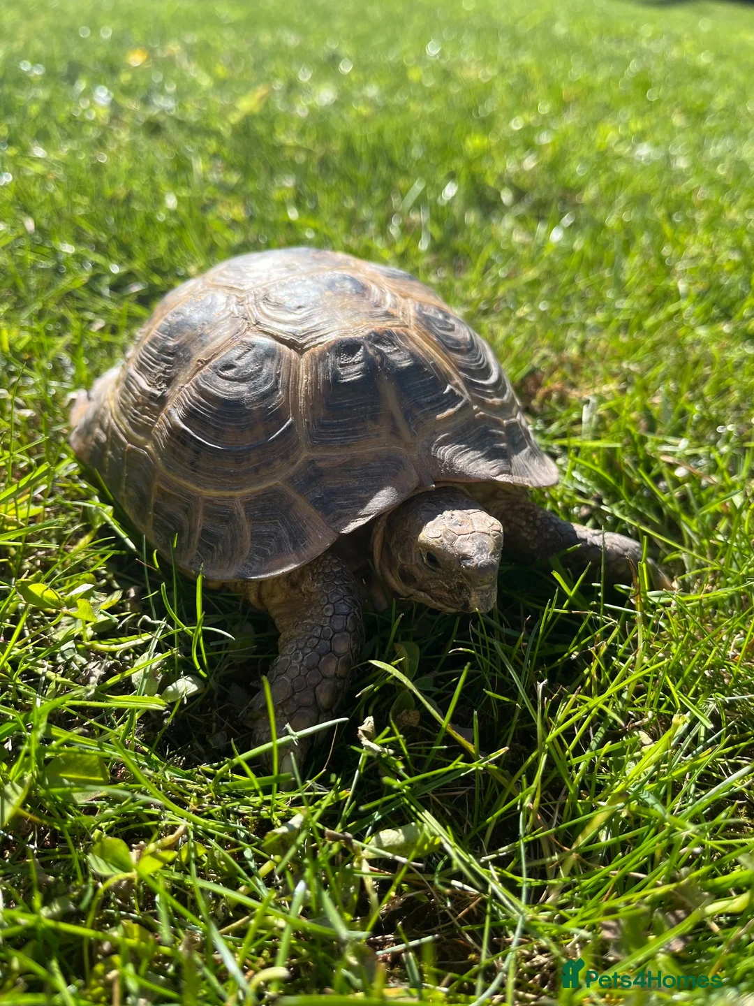 Tortoise reptiles for sale: Horsefield Tortoise 9 years old  in Preston - Advert 2