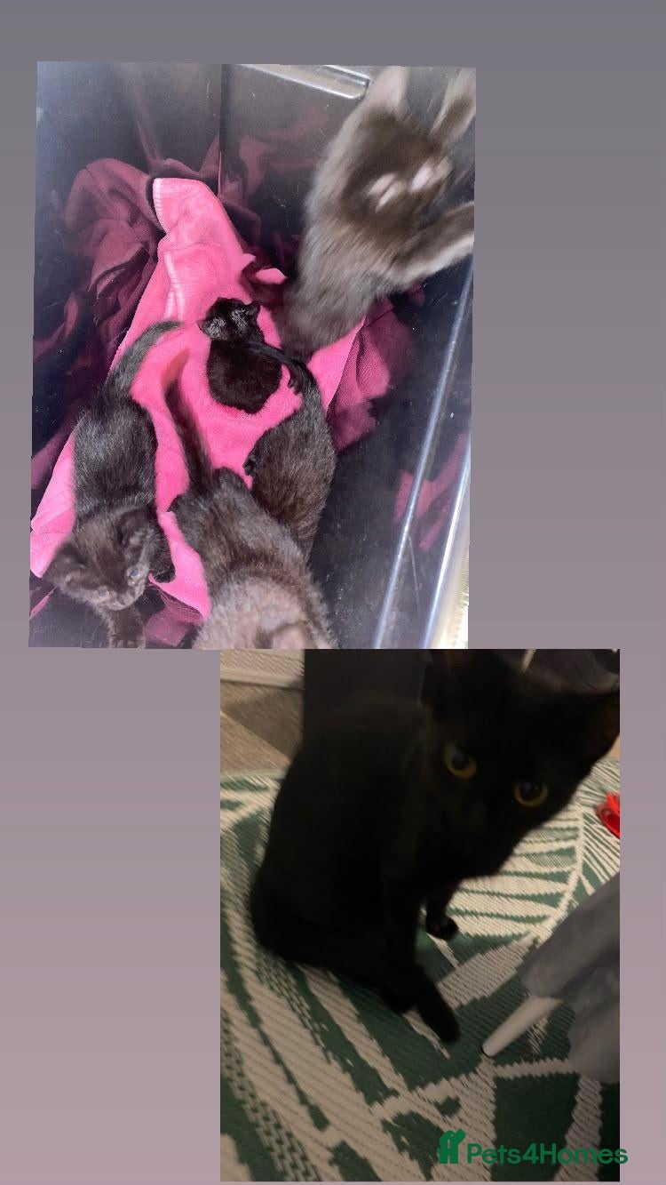 Mixed Breed cats for sale: Sweet mother cat and kittens  - Advert 4