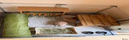 Mini Lop rabbits for sale: Two Beautiful Male Mini Lops with enclosure  in Aylesford - Advert 4