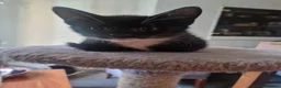 Mixed Breed cats for sale: Kittens  - Advert 1