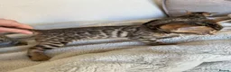 Bengal cats for sale: ✨ Pedigree Rosetted Bengal Kittens - Ready Soon✨ - Advert 29