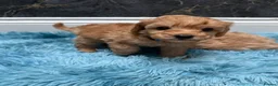 Cavapoo dogs for sale: Stunning Cavapoo Puppies - Advert 20