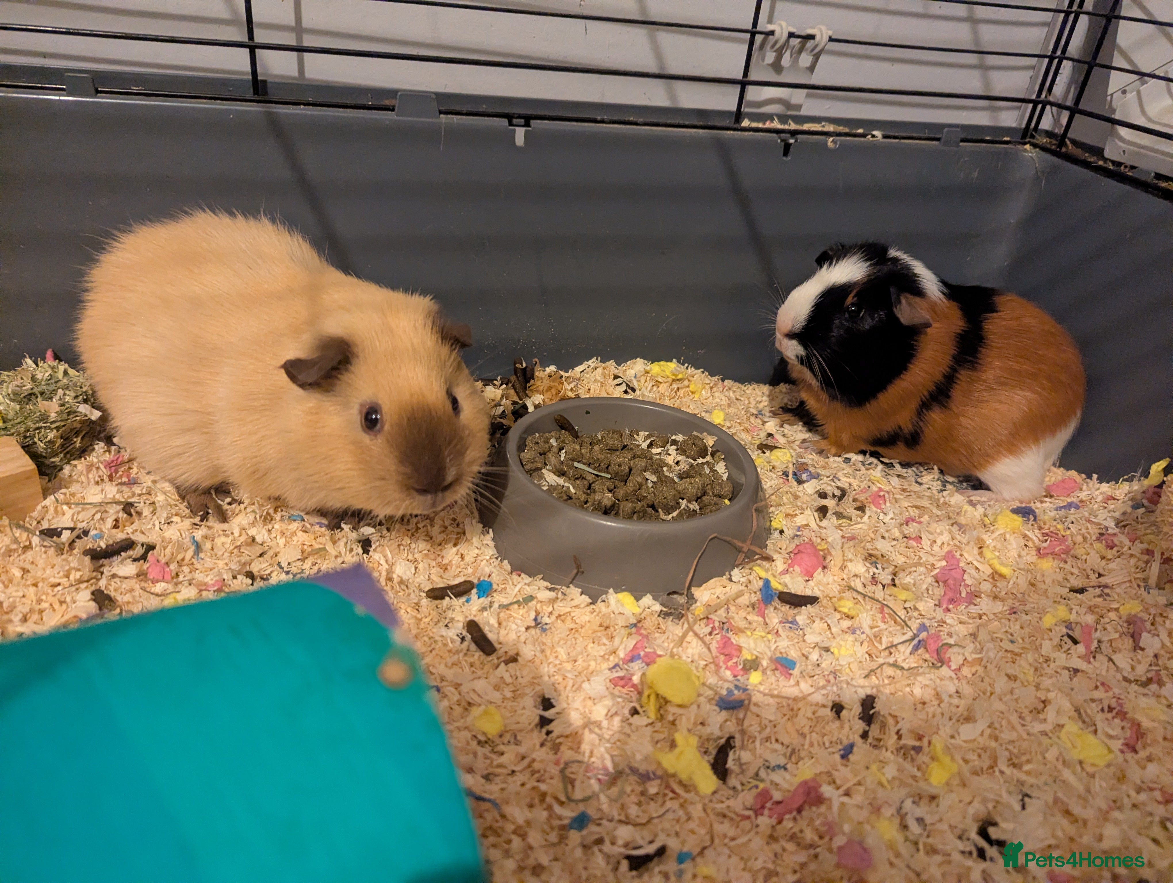 Guinea Pig rodents Pair of bonded male guinea pigs - Advert 20