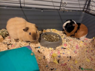 Guinea Pig rodents Pair of bonded male guinea pigs - Advert 1