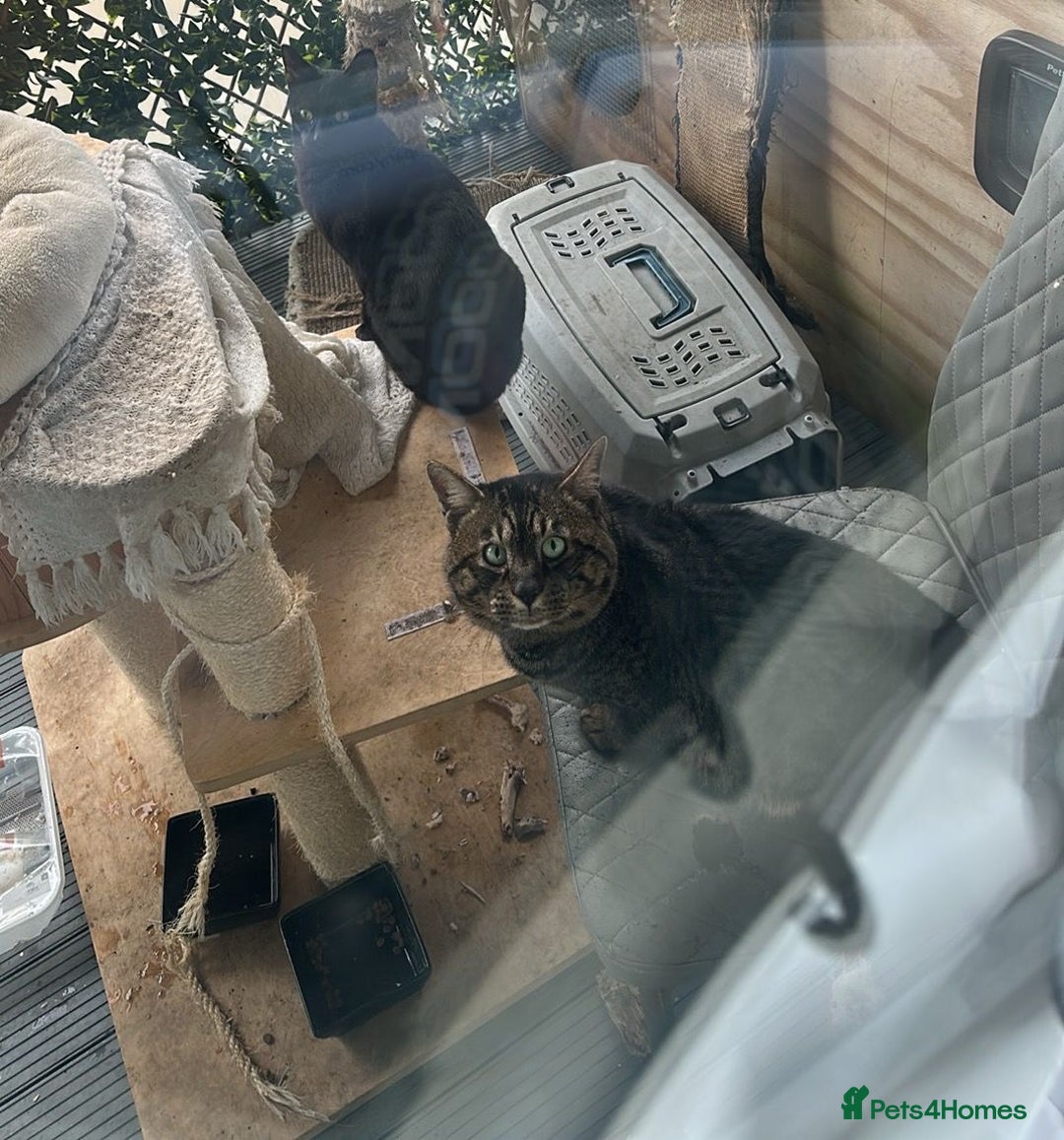 Savannah cats for sale: Savannah  - Image 3
