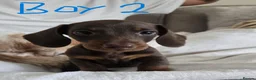 Miniature Dachshund dogs for sale: KC registered Mini Dachshund - Advert 14