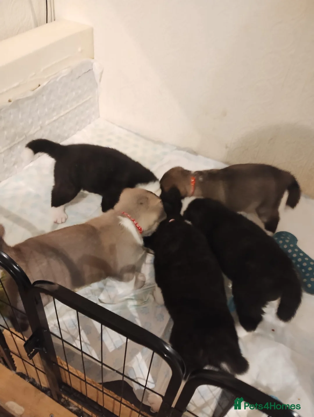 Akita dogs for sale: American Akita Puppy - Advert 11