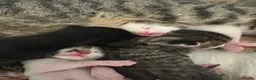 Mixed Breed cats for sale: Litter of 5 kittens  - Advert 13