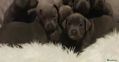 Staffordshire Bull Terrier dogs - Advert 6