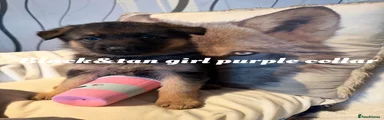 German Shepherd 6