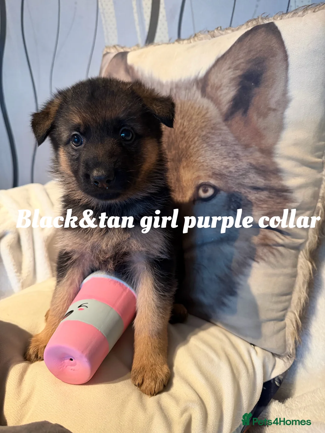German Shepherd dogs for sale: GLENCONNER GERMAN SHEPHERDS  - Advert 2