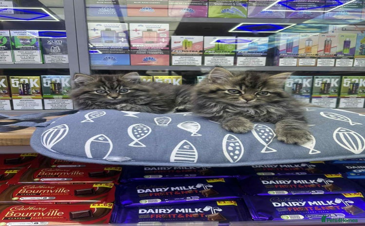 Siberian cats - Advert 2