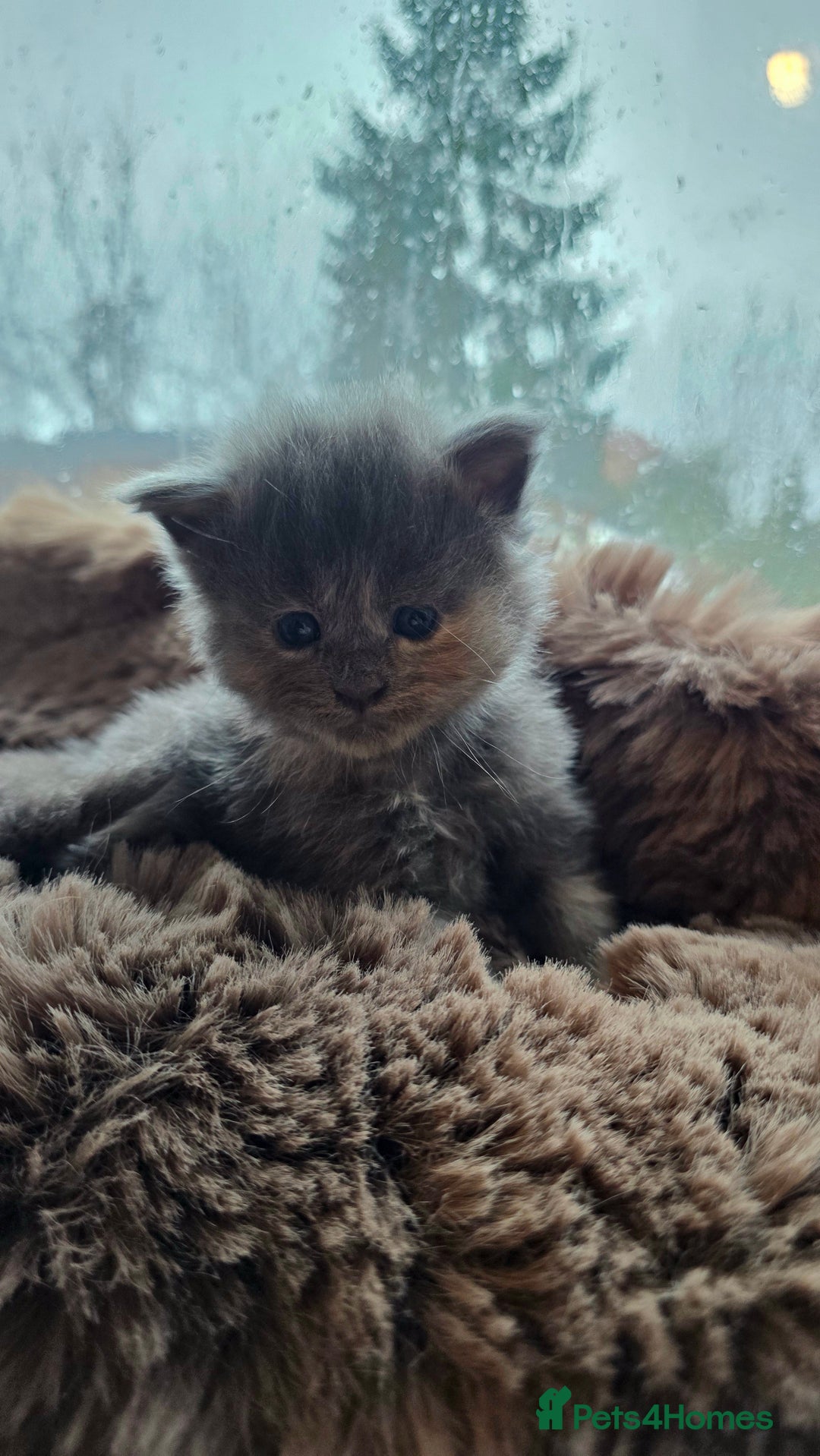 Maine Coon cats for sale: Stunning Mainecoons - Advert 9