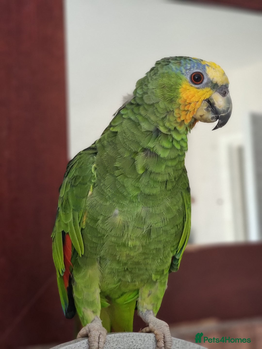 Parrots birds for sale: Amazon parrot - Advert 1