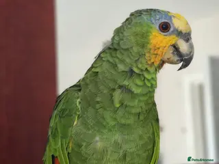 Parrots birds Amazon parrot - Advert 12