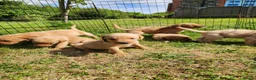 Labrador Retriever dogs for sale: Quality KC Fox Red Labradors  - Advert 7
