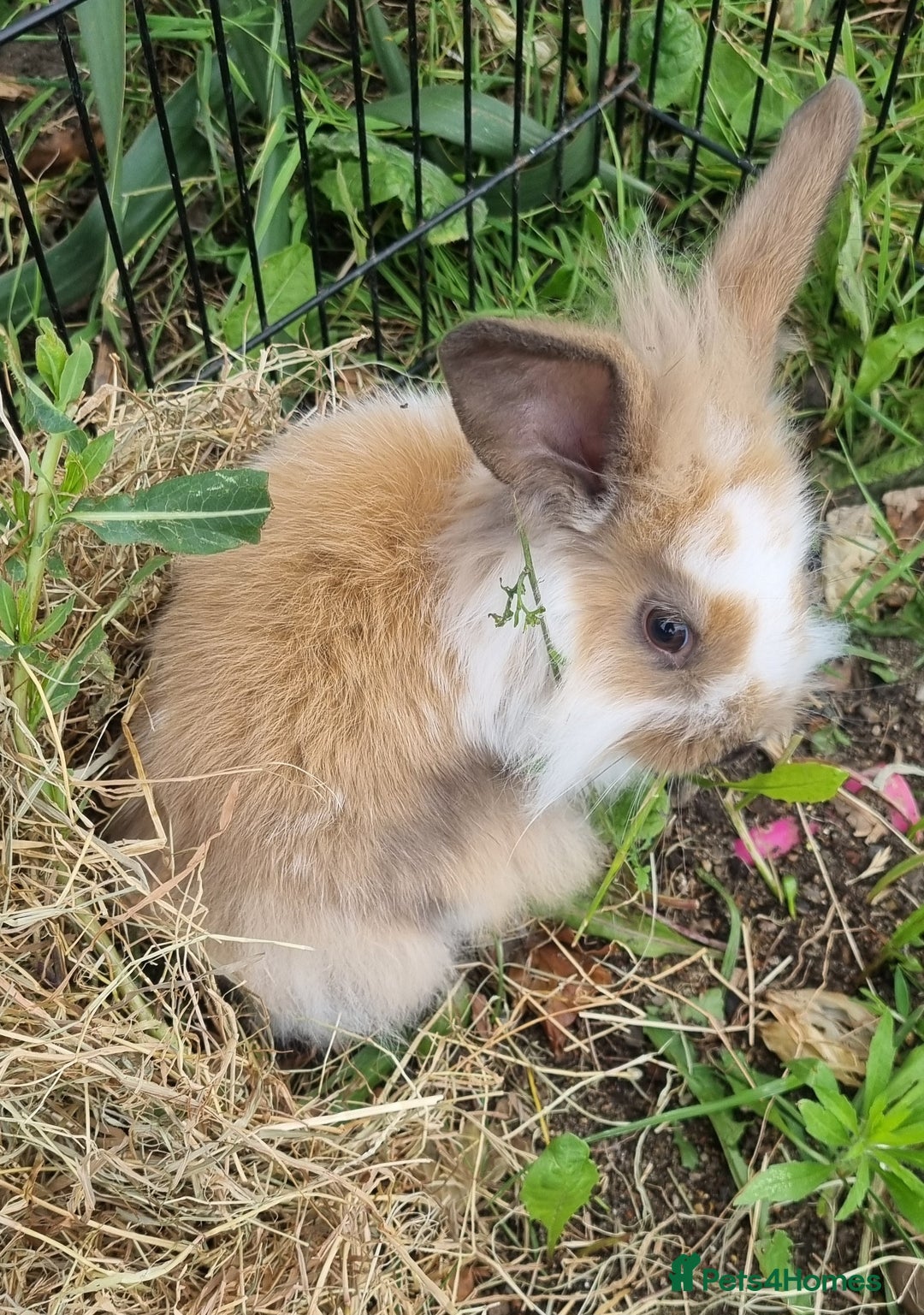 Mini Lion Lop rabbits for sale: Male mini lion lop - Image 12
