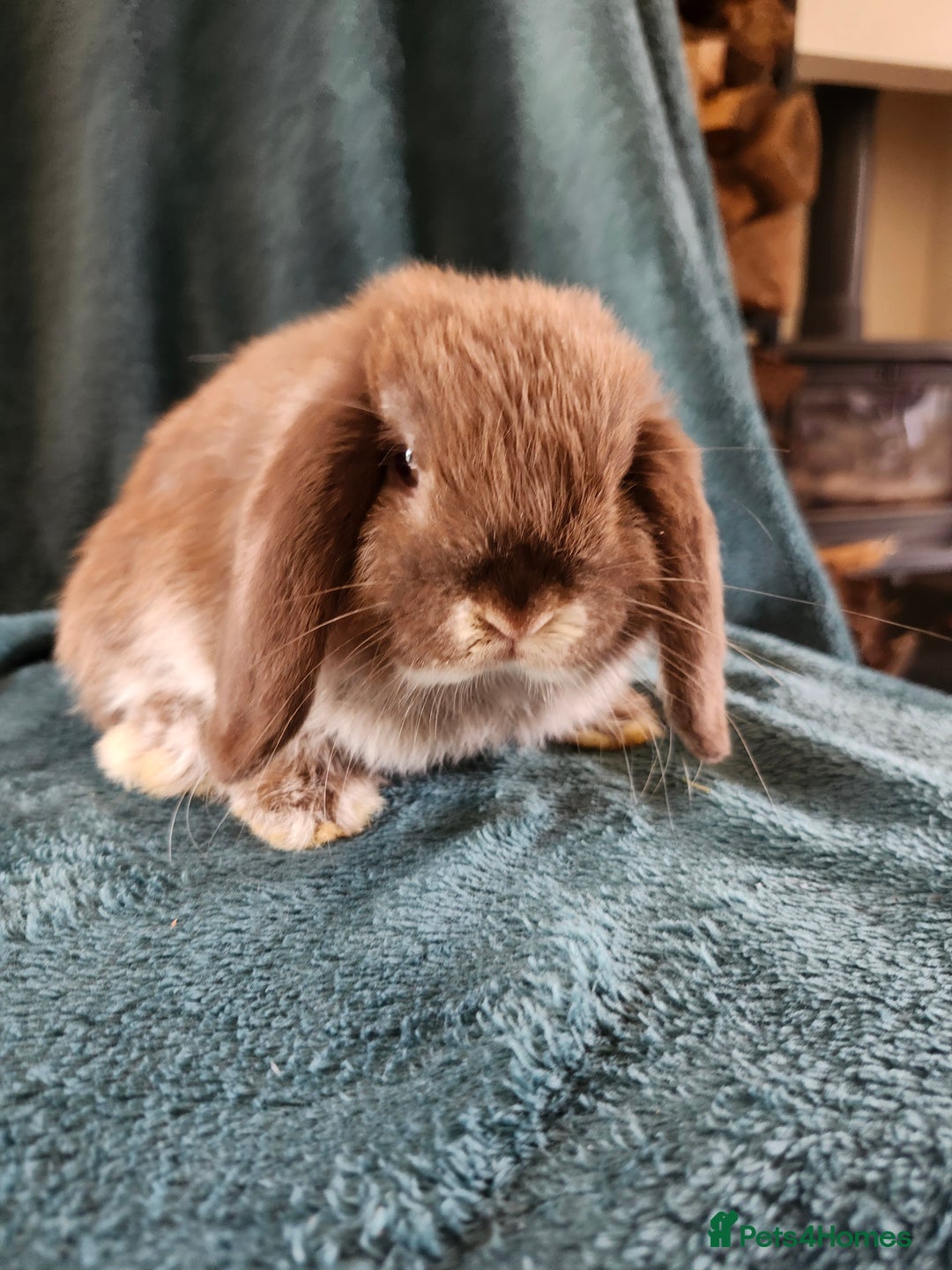 Mini Lion Lop rabbits for sale: beautiful mini sm lion lops and mini lops - Image 19