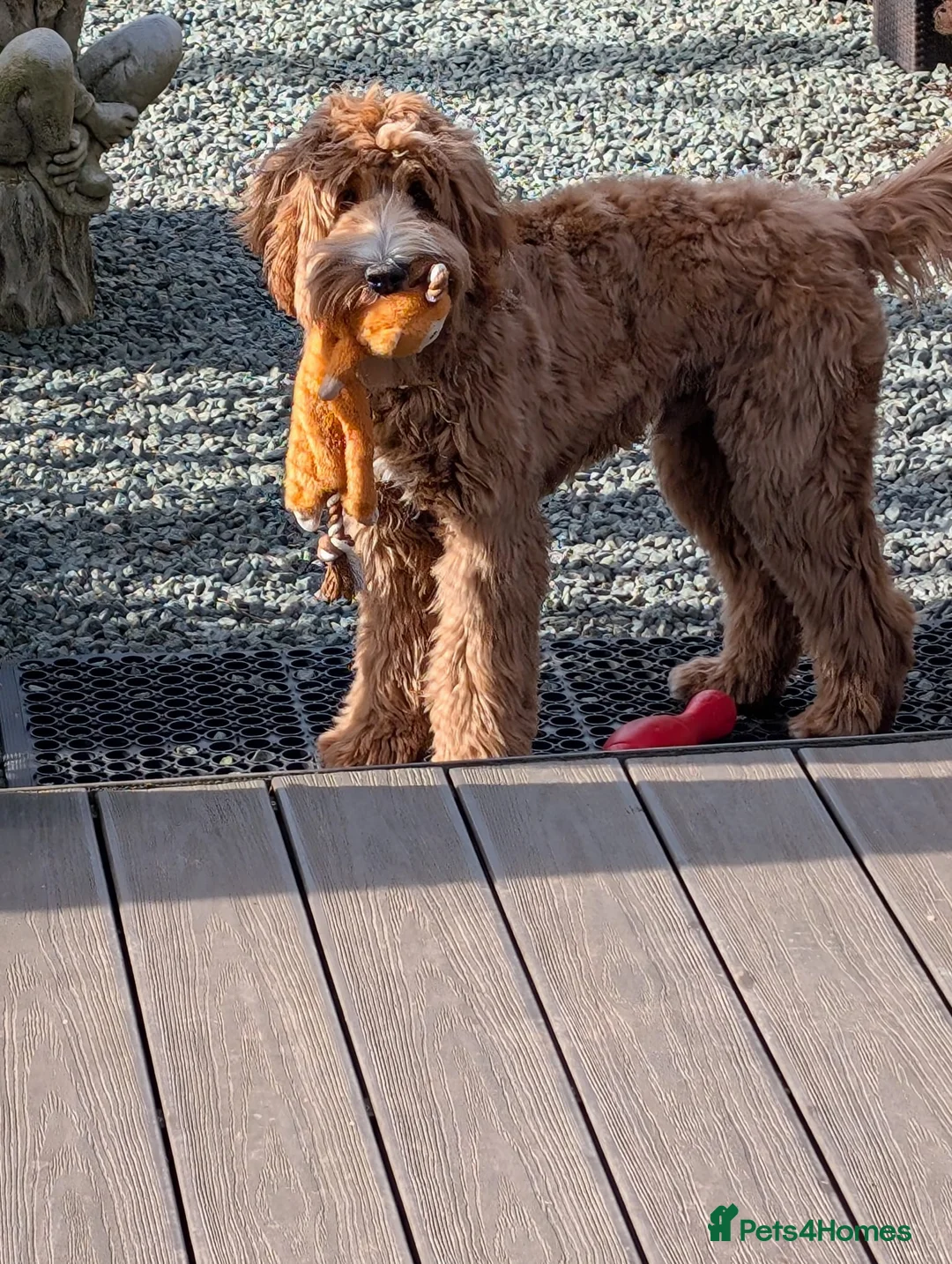 Goldendoodle dogs for stud: Australian Double Doodle Stud PROVEN  in Bolton - Advert 17