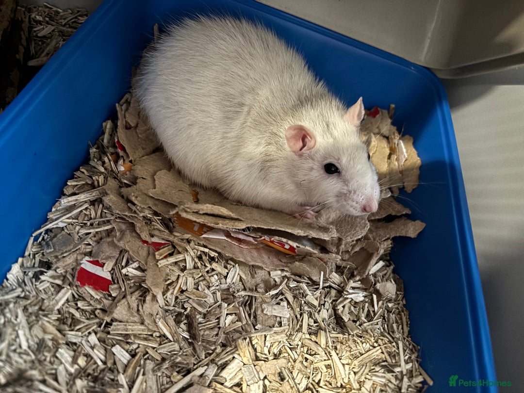 Rat rodents for sale: Female rat and cage for sale  - Image 3